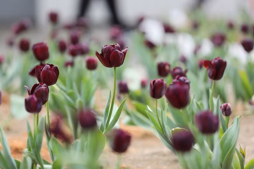 Trong những vườn hoa ở Fansipan dịp này, tulip bật lên những sắc màu lạ lẫm. Du khách sẽ không khỏi ngạc nhiên khi được thấy màu tulip đen độc đáo của xứ sở cối xay gió lần đầu tiên được ươm trồng thành công tại Sun World Fansipan Legend. (Ảnh: CTV)