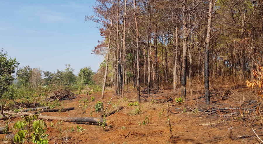 Hố trồng cà phê lấn vào đất rừng. Ảnh: Trần Hiếu