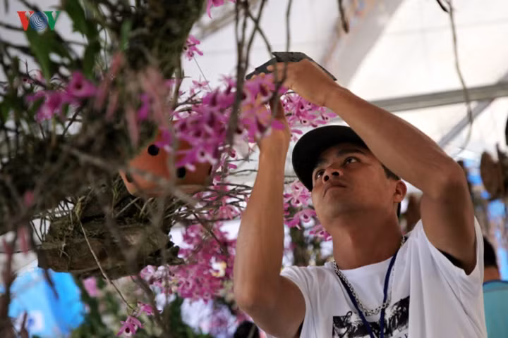  Anh Nguyễn Thế Lập, Phó Chủ tịch CLB Hoa lan Lai Châu cho biết: Triển lãm hoa lan Lai Châu được tổ chức mỗi năm 1 lần và đây là năm thứ 3 triển lãm diễn ra