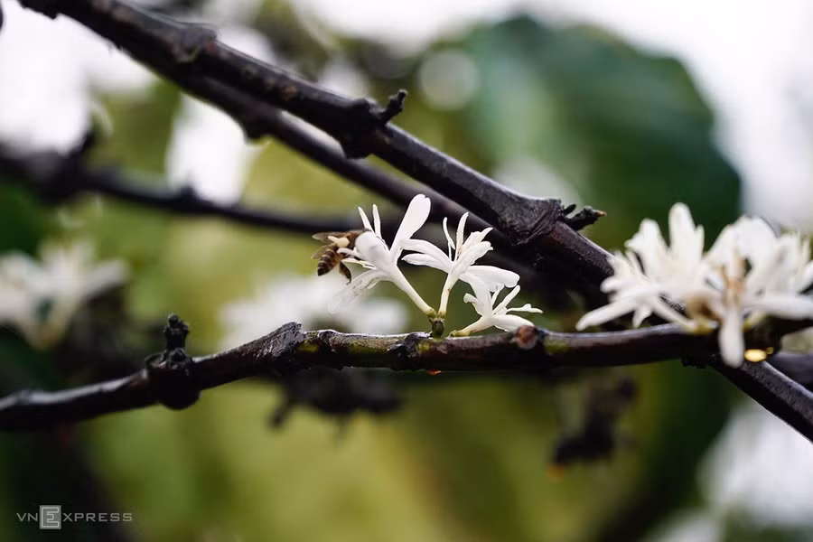 Hương hoa dịu nhẹ lan toả, quyến rũ ong bướm khắp nơi bay về hút mật. Đây cũng là lúc sâu bướm vàng mở kén. Khi chạy dọc các cung đường rời thành phố Pleiku về các huyện như Ia Grai, Ia Pa, Krông Pa... bạn sẽ bắt gặp bướm bay rợp trời.