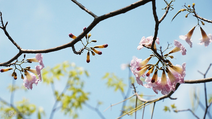 Hoa có hình chuông, mọc thành từng chùm 5 - 7 bông.