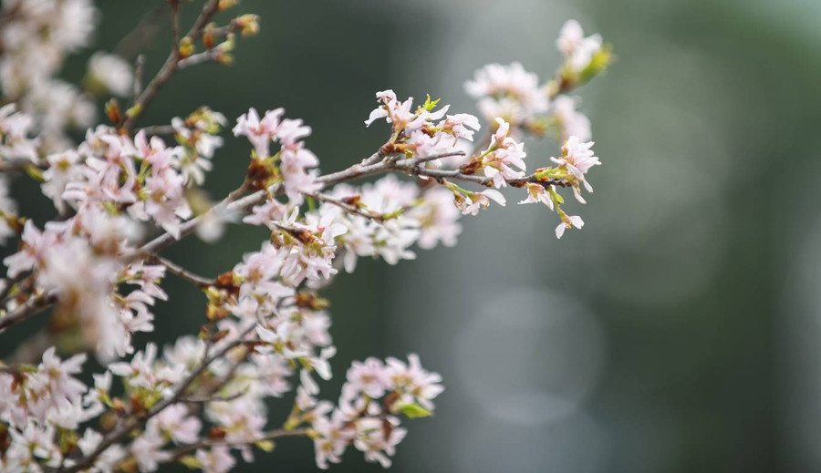 Hoa anh đào đem sang Hà Nội chủ yếu là các giống có màu hồng nhạt và trắng, trang trí xen kẽ với những loài hoa của Việt Nam như lan, cúc, cẩm tú cầu… tạo thành nhiều tiểu cảnh khắp khuôn viên lễ hội.