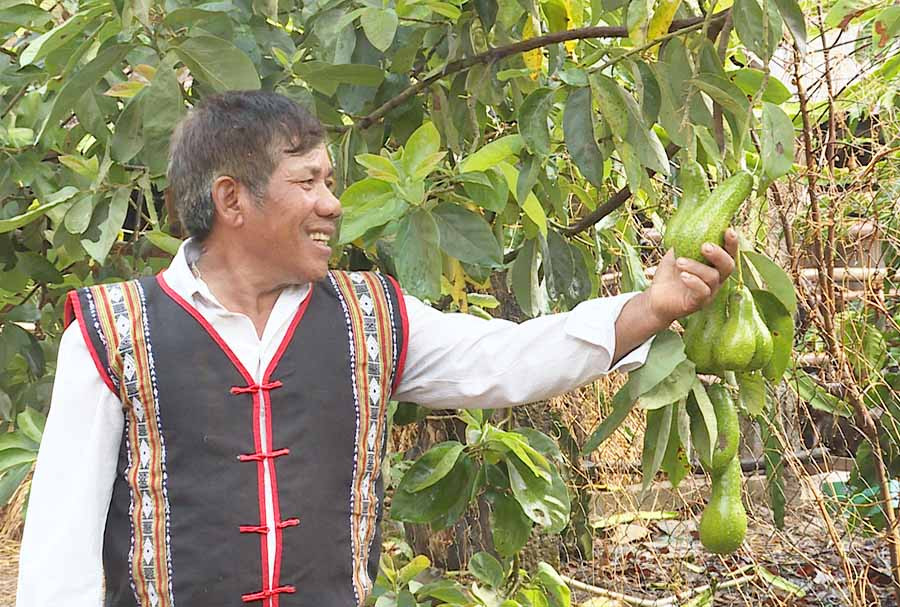  Gìa làng Rơ Châm Rích thăm vườn bơ trĩu quả của gia đình. Ảnh: L.H