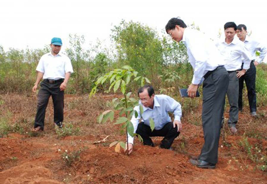 Kiểm tra vườn cây cao su trồng mới. Ảnh: internet