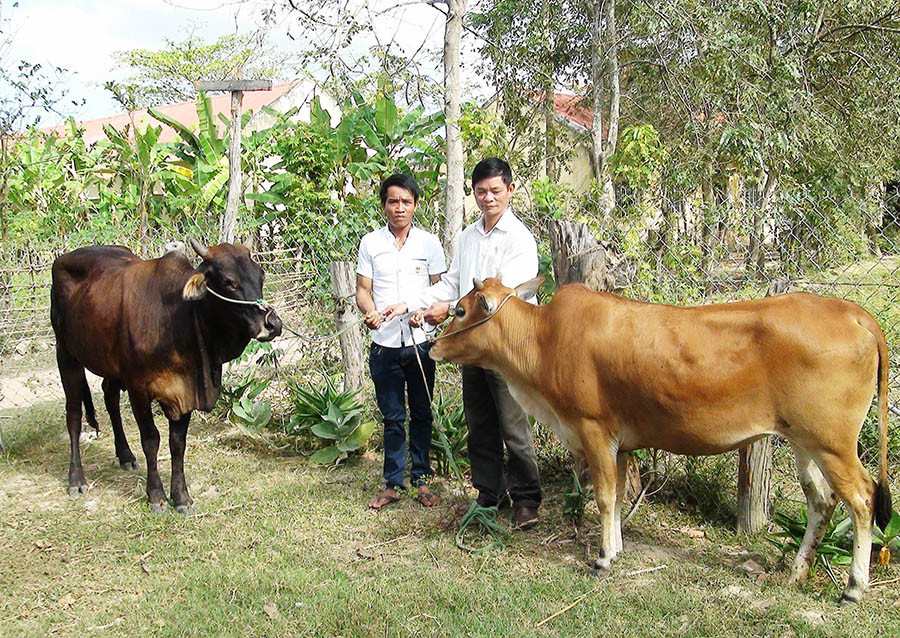  Hội Cựu chiến binh huyện Krông Pa trao bò giống cho hội viên Rơ Com Thuốc (buôn Bát, xã Chư Gu). Ảnh: N.N