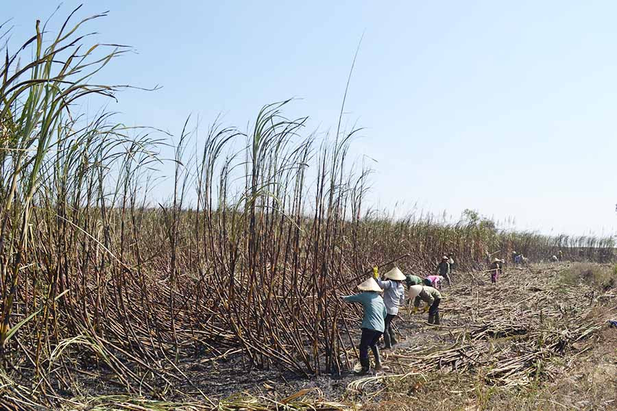 Nông dân khu vực phía Đông tỉnh Gia Lai tập trung thu hoạch diện tích mía bị cháy. Ảnh: LÊ NAM