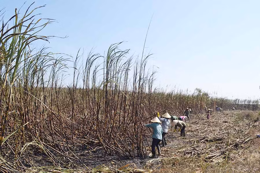 Nông dân khu vực phía Đông tỉnh Gia Lai tập trung thu hoạch diện tích mía bị cháy. Ảnh: LÊ NAM