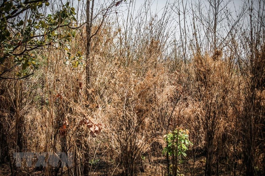  Những đám cây rừng chết khô do khô hạn nghiêm trọng kéo dài trên địa bàn huyện Ea súp