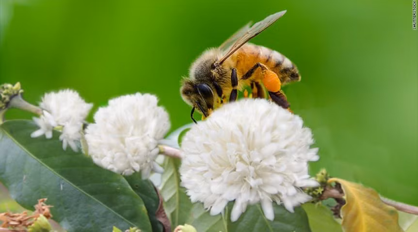 Vũ điệu tháng 3 đẹp long lanh trên từng cánh ong vàng thơm hương mật bung phấn hoa bay bay. (ảnh internet)