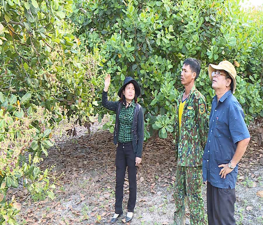  Lãnh đạo Phòng Nông nghiệp và PTNT huyện Krông Pa theo dõi tiến độ ra hoa, kết trái của cây điều. Ảnh: N.S