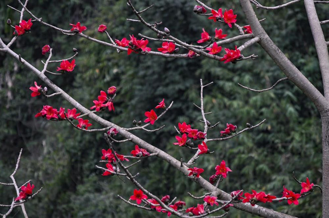 Giống như cây đa và cây si, cây gạo gắn liền với nhiều yếu tố tâm linh. Giống như cây đa và cây si, cây gạo gắn liền với nhiều yếu tố tâm linh.