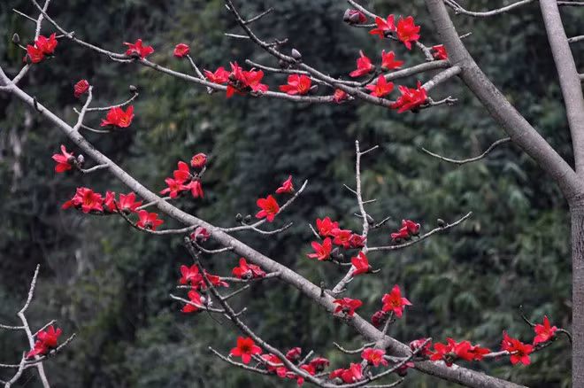  Giống như cây đa và cây si, cây gạo gắn liền với nhiều yếu tố tâm linh. 