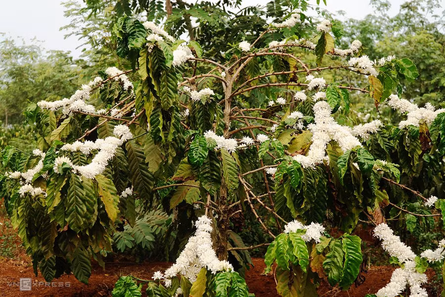 Hoa cà phê nở theo chùm, kết thành những dải hoa dài đong đưa trong gió.