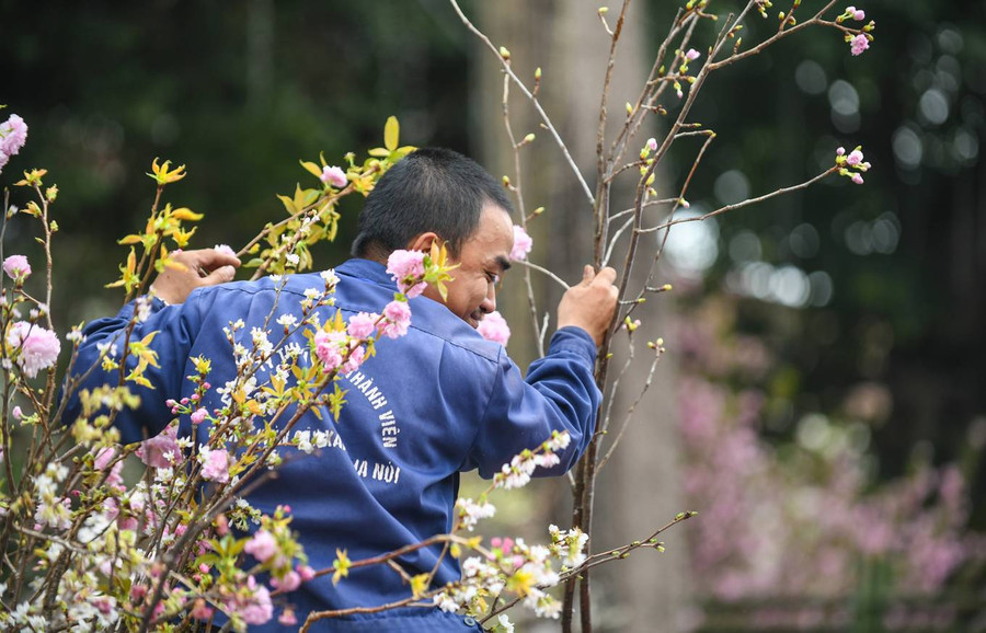 Những cành hoa liên tục được nhân viên công ty Công viên cây xanh Hà Nội thay mới. “Chúng tôi cần đảm bảo hoa luôn tươi, đem đến cái nhìn đẹp nhất với người tham quan”, một nhân viên cho biết.