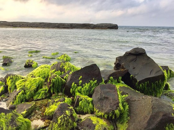  Lý Sơn vào mùa rêu xanh trên đá rất đẹp. Ảnh: NGUYỄN TRANG