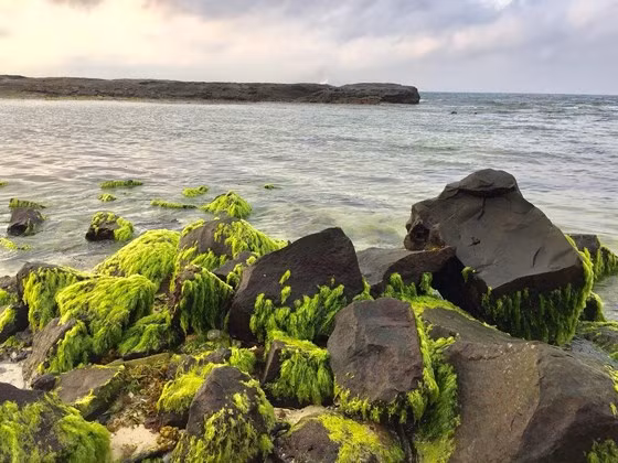  Lý Sơn vào mùa rêu xanh trên đá rất đẹp. Ảnh: NGUYỄN TRANG