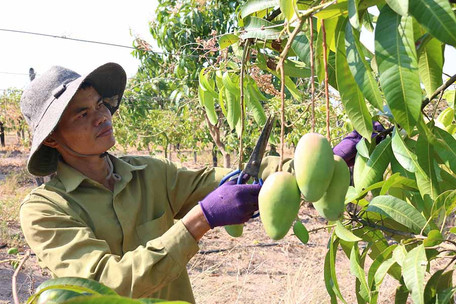 Mô hình trồng cây ăn quả của anh Trưởng. Ảnh: Ngọc Sang Mô hình trồng cây ăn quả của anh Trưởng. Ảnh: Ngọc Sang
