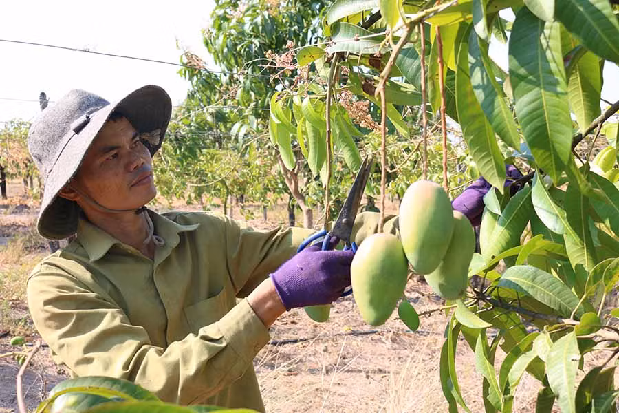 Mô hình trồng cây ăn quả của anh Trưởng. Ảnh: Ngọc Sang