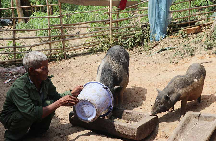  Nhờ có sự giúp đỡ về vốn, gia đình ông Rinh (làng Krắc, xã Đak Song, huyện Kông Chro) đã phát triển kinh tế, vươn lên thoát nghèo. Ảnh: N.M