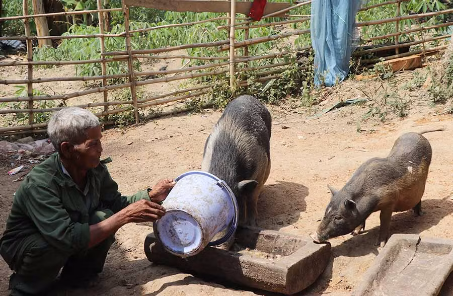  Nhờ có sự giúp đỡ về vốn, gia đình ông Rinh (làng Krắc, xã Đak Song, huyện Kông Chro) đã phát triển kinh tế, vươn lên thoát nghèo. Ảnh: N.M