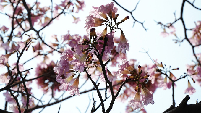 Nhiều đoạn trên đường Điện Biên Phủ, quận Bình Thạnh (hướng về quận 1), hoa đã nở rộ. Đây cũng là đường hoa kèn hồng được trồng nhiều nhất.