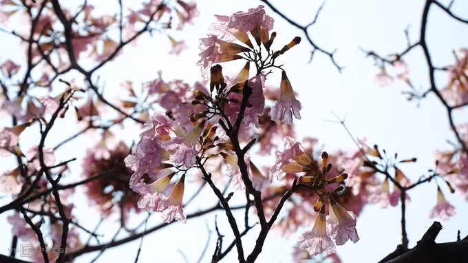 Nhiều đoạn trên đường Điện Biên Phủ, quận Bình Thạnh (hướng về quận 1), hoa đã nở rộ. Đây cũng là đường hoa kèn hồng được trồng nhiều nhất.