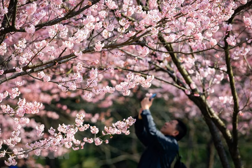 Hoa anh đào nở rộ tại Nam Kinh, tỉnh Giang Tô, Trung Quốc