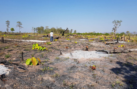 Rừng bị phá tại lâm phần do UBND xã Ia Mơr quản lý. Ảnh: Văn Ngọc