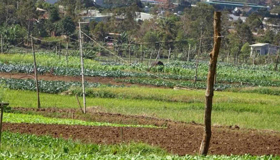 Ma trận dây điện trên cánh đồng sản xuất rau của làng Lang. Ảnh: Hà Phương