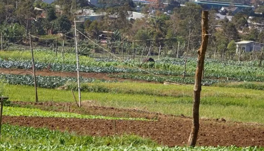 Ma trận dây điện trên cánh đồng sản xuất rau của làng Lang. Ảnh: Hà Phương