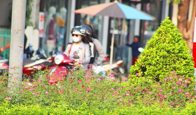  Đi dọc các con đường lớn ở TP. Đồng Hới, du khách sẽ ngỡ ngàng khi hoa hồng được trồng khắp nơi. Ảnh: AT