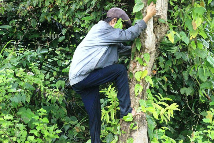 Anh Lang leo cây để hái lá trầu - Ảnh: Trác Rin