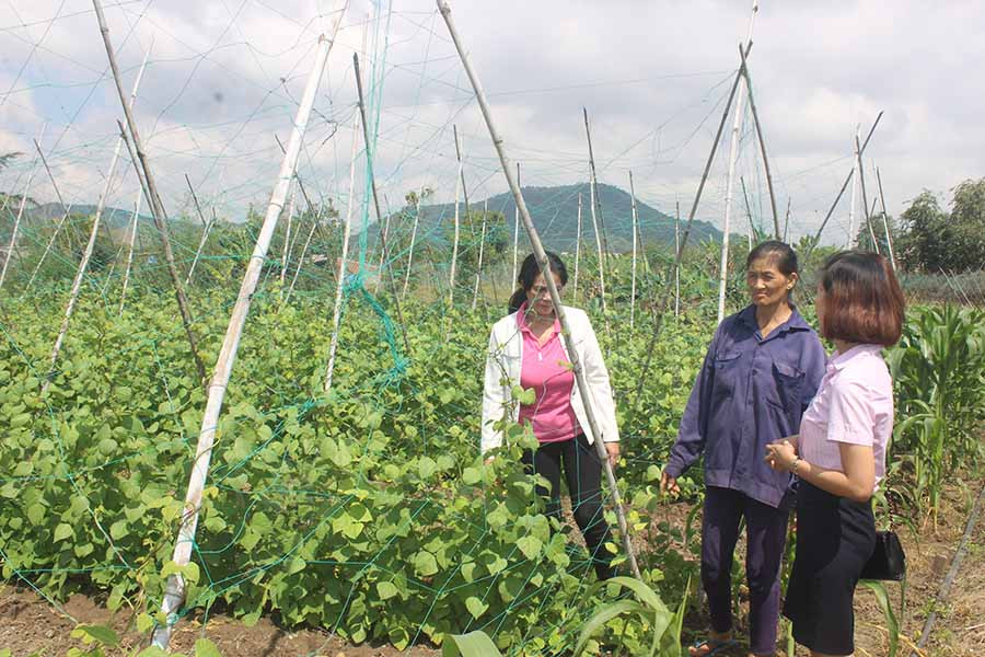  Cán bộ Phòng Giao dịch Ngân hàng CSXH thị xã An Khê kiểm tra tình hình sử dụng vốn vay tại tổ 4, phường An Bình. Ảnh: S.C