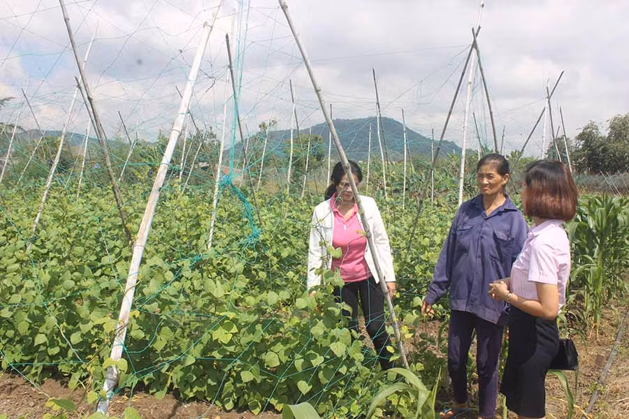  Cán bộ Phòng Giao dịch Ngân hàng CSXH thị xã An Khê kiểm tra tình hình sử dụng vốn vay tại tổ 4, phường An Bình. Ảnh: S.C