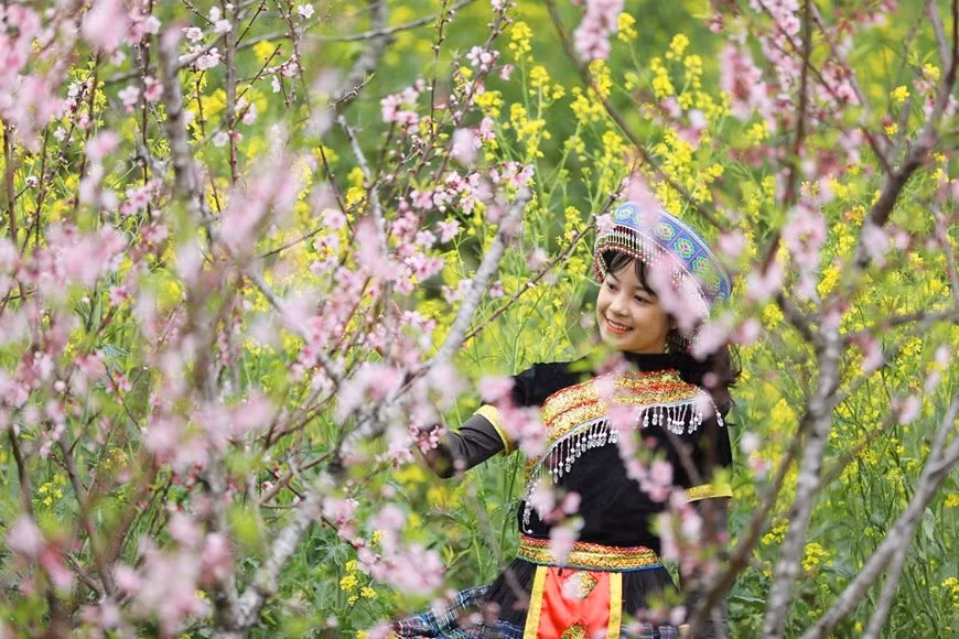 Hơn 600 gốc đào với nhiều chủng loại độc đáo, từ đào mốc, đào bích, đào phai, đào rừng, đào Hồng Quang… những ngày này đều đang bung lụa. Ngoài ra còn có anh đào Nhật Bản, anh đào Côn Minh… cũng đang bắt đầu cho lứa hoa đầu tiên. (Ảnh: CTV)