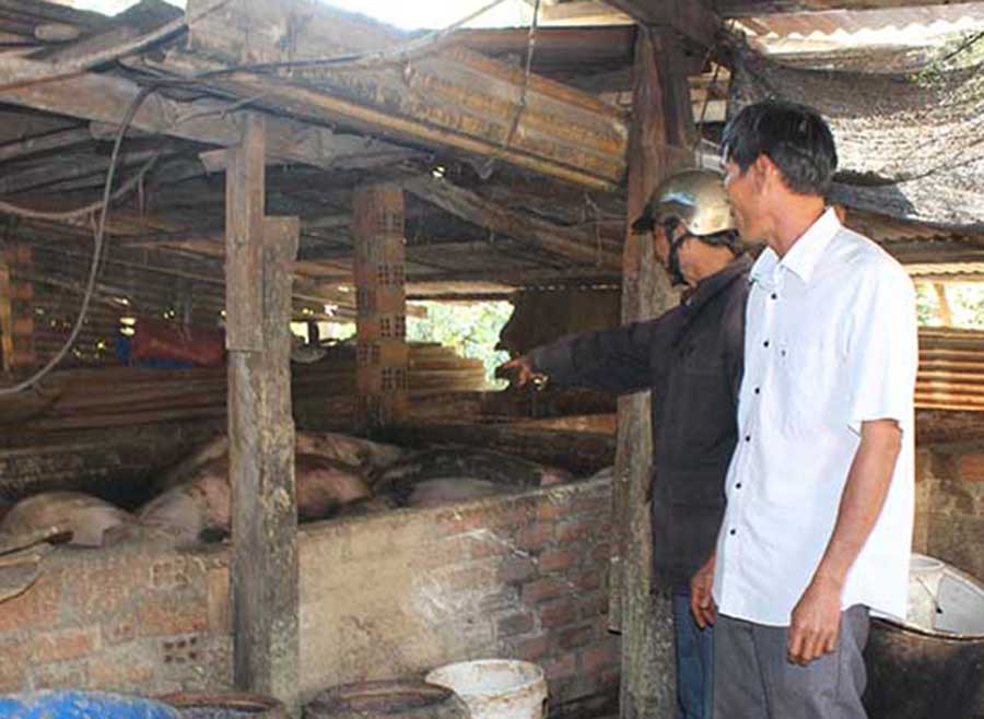 Cán bộ thú y xã Ia Khươl (huyện Chư Pah, Gia Lai) kiểm tra đàn heo của một hộ chăn nuôi. Ảnh: N.D  Cán bộ thú y xã Ia Khươl (huyện Chư Pah) kiểm tra đàn heo của một hộ chăn nuôi. Ảnh: NGUYỄN DIỆP