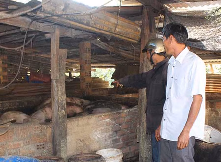  Cán bộ thú y xã Ia Khươl (huyện Chư Pah) kiểm tra đàn heo của một hộ chăn nuôi. Ảnh: NGUYỄN DIỆP