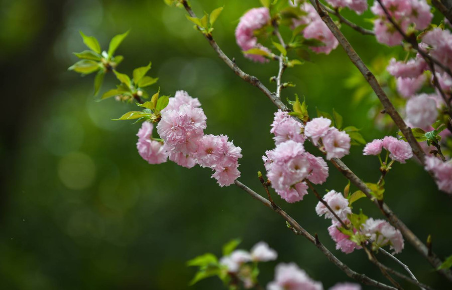 Lễ hội năm nay trưng bày 100 cây và 20.000 cành hoa anh đào, gấp đôi năm trước và gấp 5 lần so với năm 2017. Bạn Nguyễn Thu Thảo (Hà Nội) chia sẻ: “Tôi là một người rất yêu thích văn hóa Nhật Bản và vẻ đẹp của hoa anh đào. Lễ hội năm nay có quy mô lớn, tôi cảm thấy như lạc vào biển hoa hàng chục nghìn bông ở đây”.