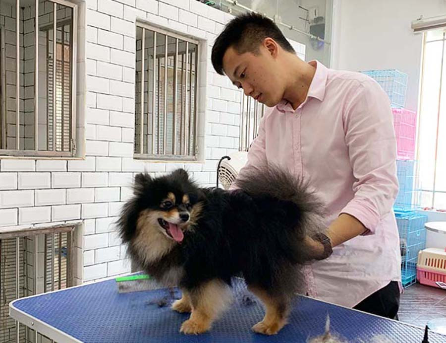 Những chú chó rất tinh nghịch nên người thợ cũng rất vất vả mới cắt tỉa được bộ lông cho chúng. Ảnh: P.V Những chú chó rất tinh nghịch nên người thợ cũng rất vất vả mới cắt tỉa được bộ lông cho chúng. Ảnh: P.V