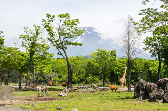 Ở thành phố Gotemba còn có công viên Fuji Safari. Đây là một trong những khu safari lớn nhất tại Nhật Bản với rất nhiều loài thú như voi, sư tử, hươu cao cổ… cùng với các dịch vụ cho thú ăn và vui chơi tại công viên. Ảnh: JNTO.