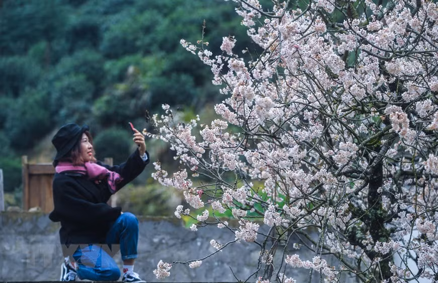  Du khách chiêm ngưỡng hoa anh đào nở rộ tại tỉnh Chiết Giang, Trung Quốc