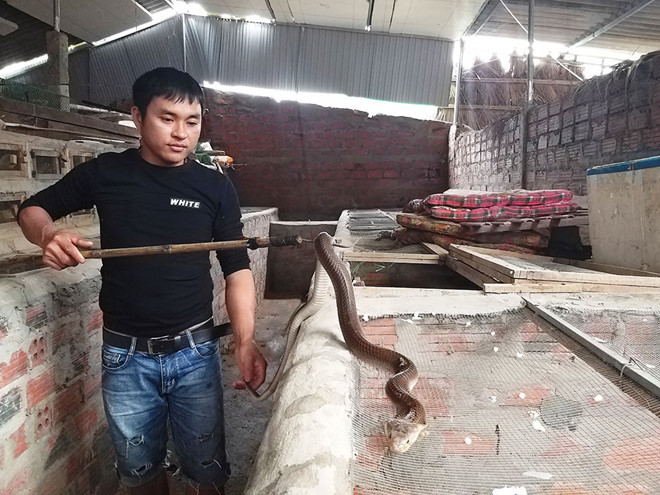 Nguyễn Văn Thịnh và con rắn hổ mang bành hơn 1 năm tuổi Nguyễn Văn Thịnh và con rắn hổ mang bành hơn 1 năm tuổi