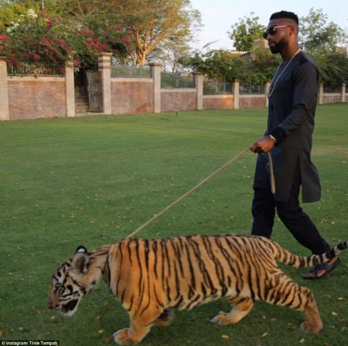 Các thú cưng mà con nhà giàu nuôi cũng phải khác người. Không phải là cún, mèo... mà là những con báo, hổ và họ hãnh diện dắt chúng đi dạo mỗi ngày.