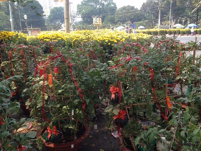 Lần đầu tiên, dưa hấu cảnh xuất hiện tại hội chợ hoa tết 2019