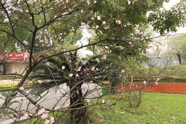  Hoa anh đào chỉ nở rộ trong thời gian khoảng 1 tuần sau đó lụi dần. 