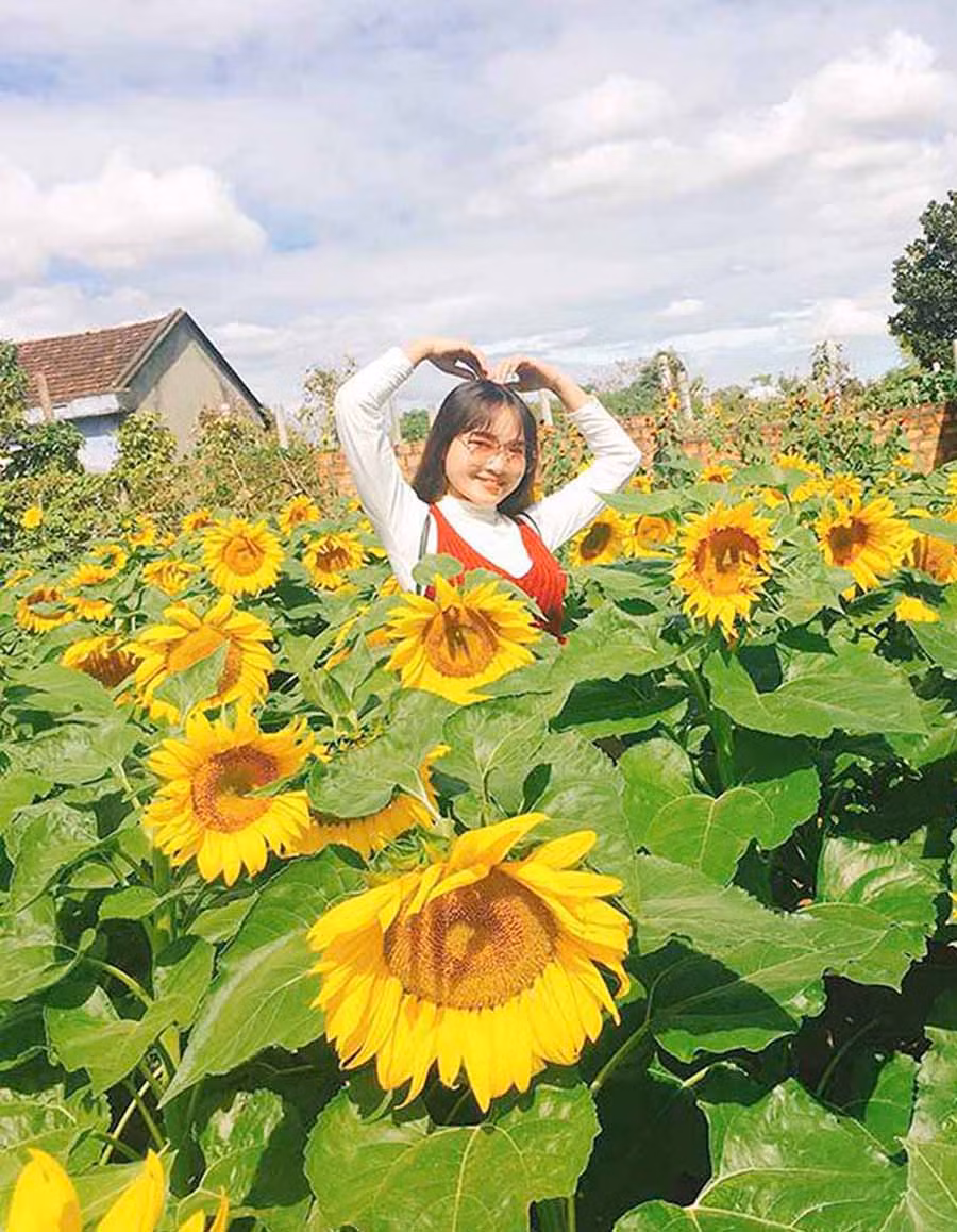  Khu vườn hoa hướng dương (xã An Phú, TP. Pleiku) thu hút nhiều bạn trẻ đến tham quan, chụp hình. Ảnh: K.S