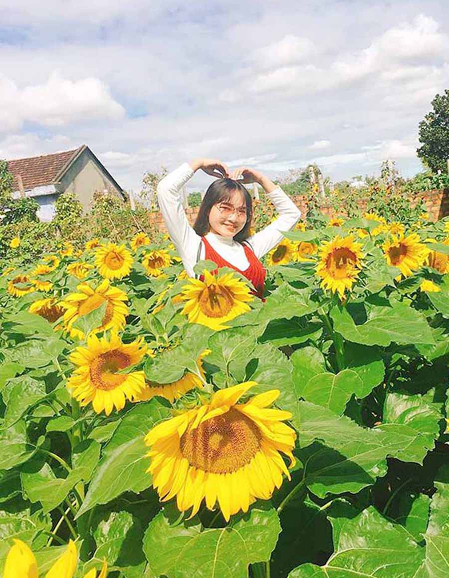  Khu vườn hoa hướng dương (xã An Phú, TP. Pleiku) thu hút nhiều bạn trẻ đến tham quan, chụp hình. Ảnh: K.S