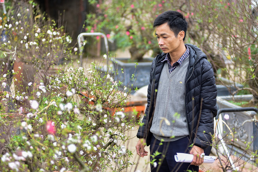 Gần Tết nhiều người đã tìm đến những vườn mai để tìm mua cây.