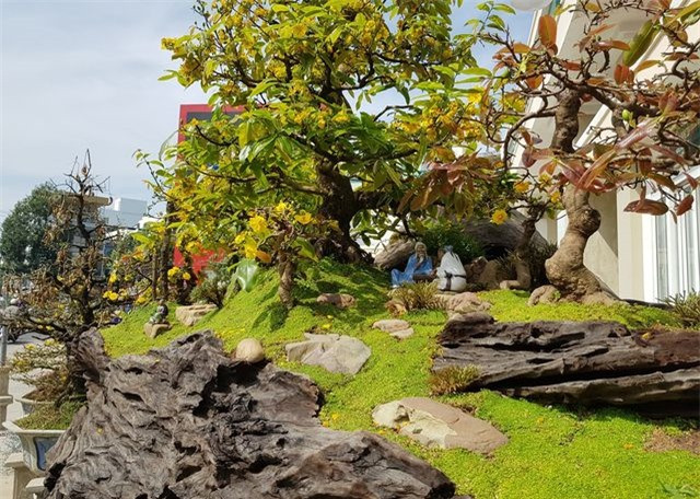 Gốc cây được xem là 