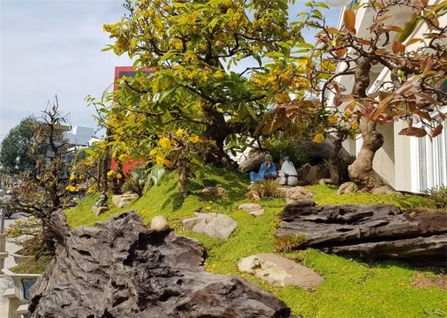 Gốc cây được xem là 